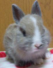 BBbaby3B6-10-2012.JPG