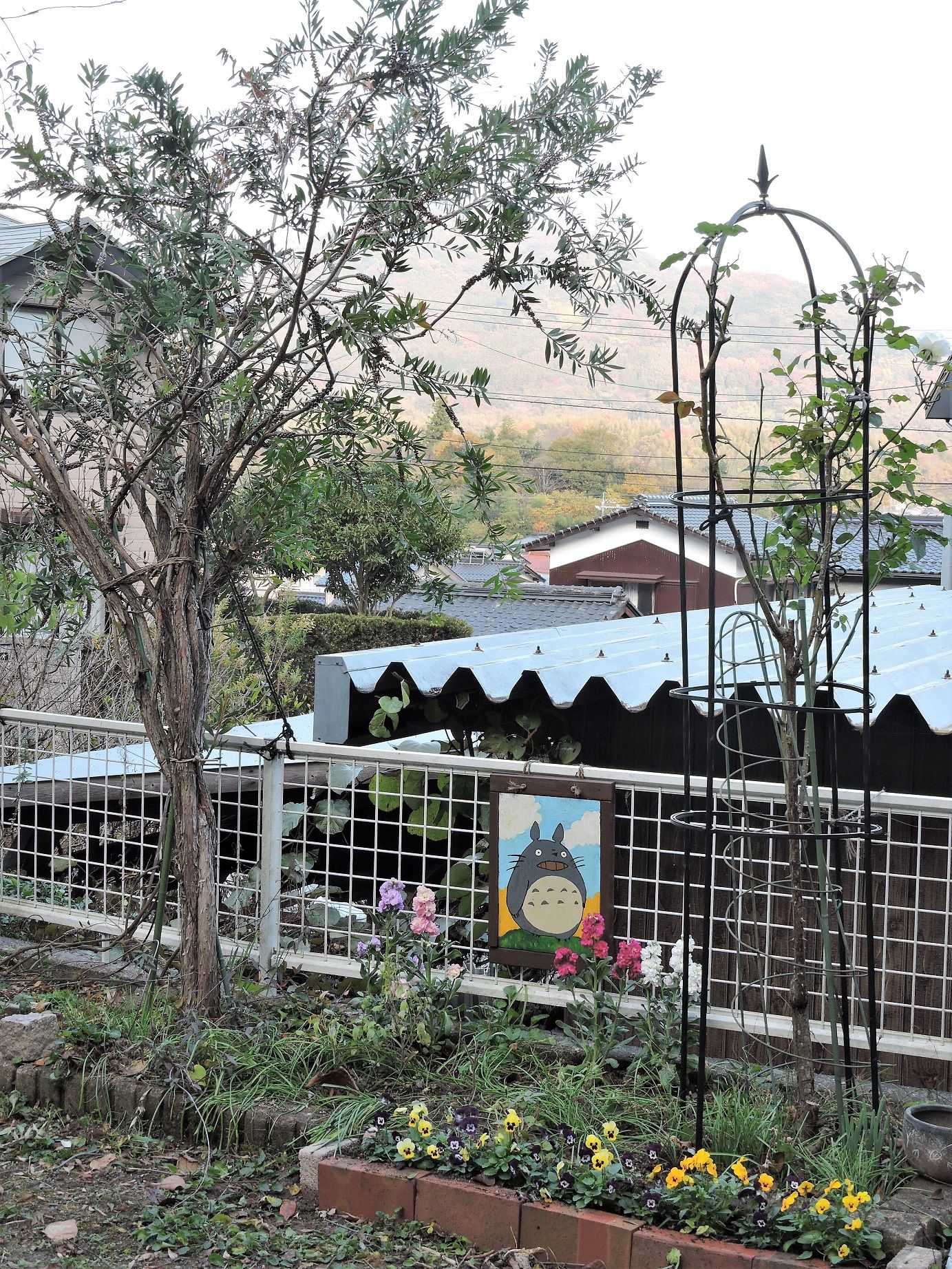 金宝樹の剪定とトトロ花壇 10キロ すぷーん ガーデン 楽天ブログ