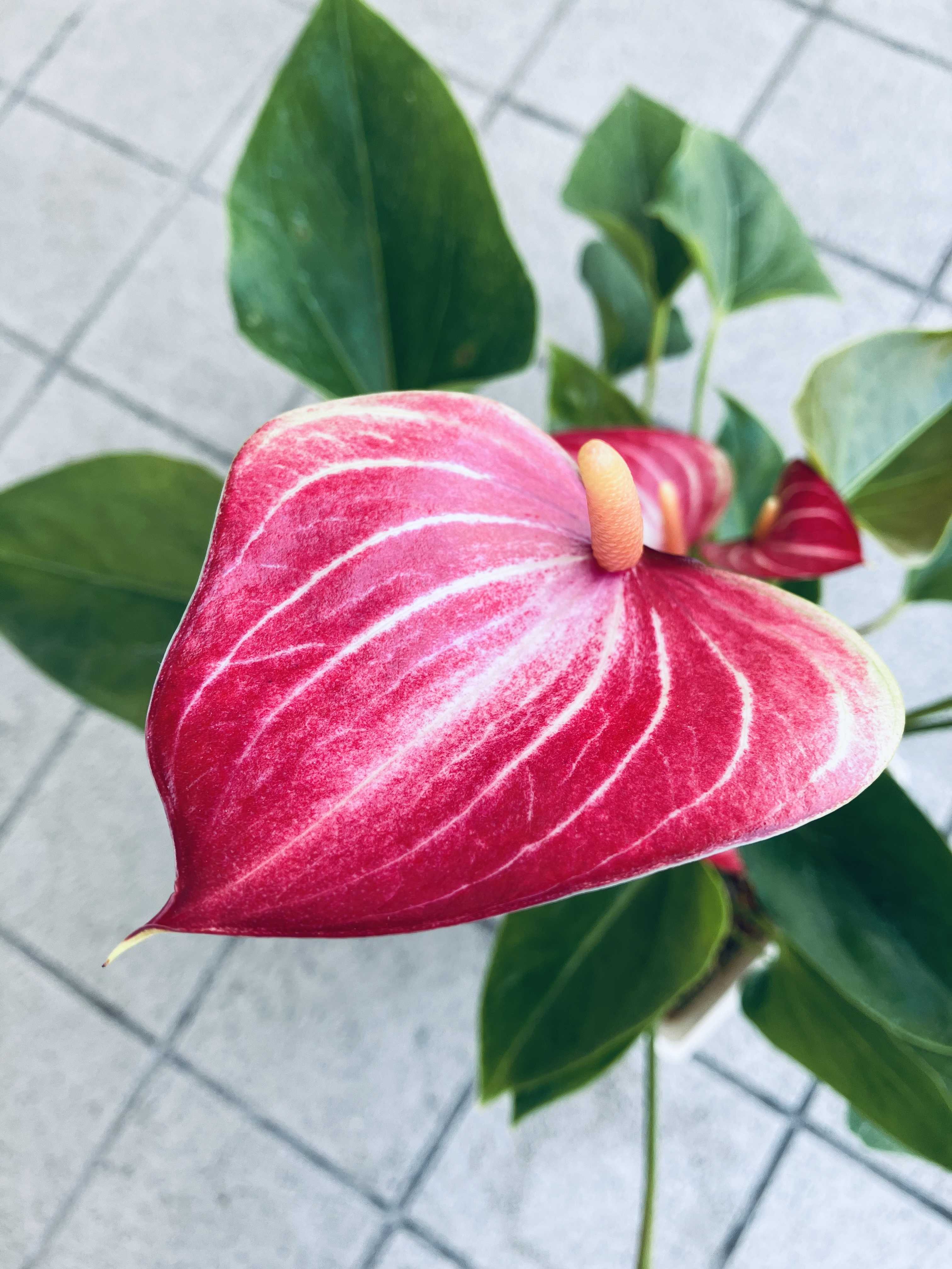 アンスリウム・リビウム開花 | 植物好き男子まーのブログ - 楽天ブログ