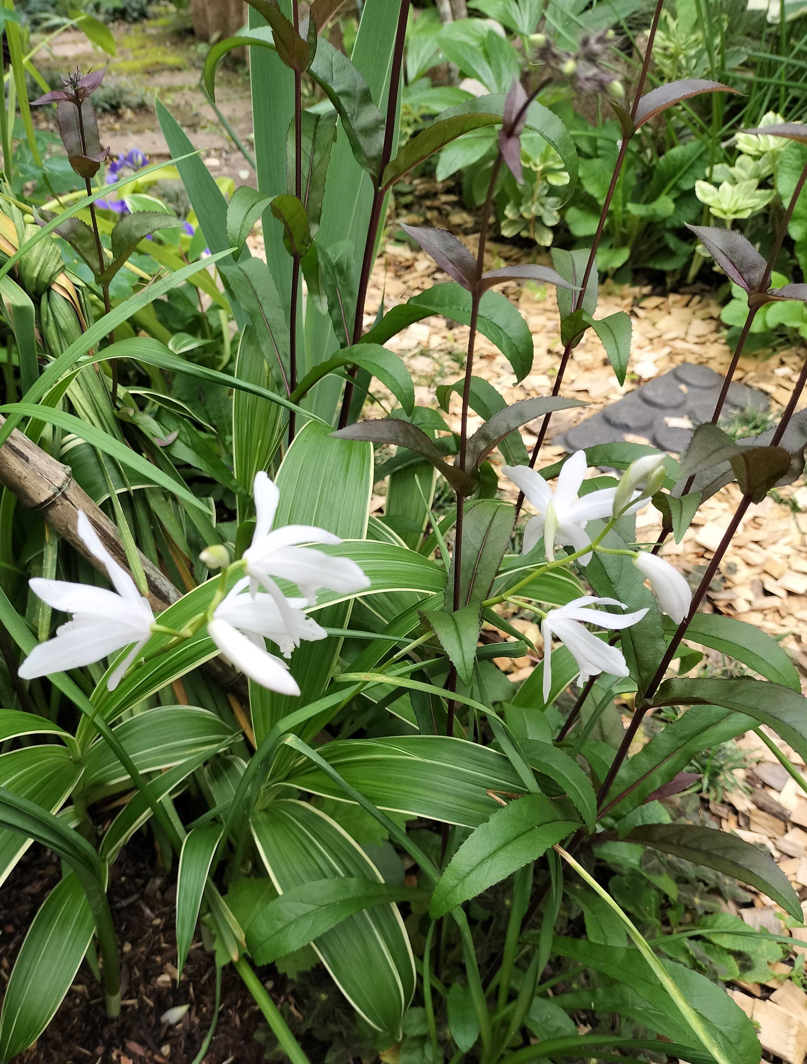 今の時期に咲く白い花 | たねをまく日々 - 楽天ブログ