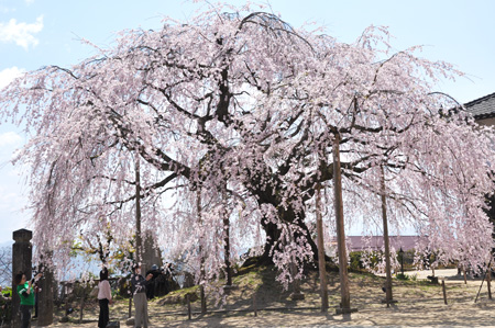 舞台桜１