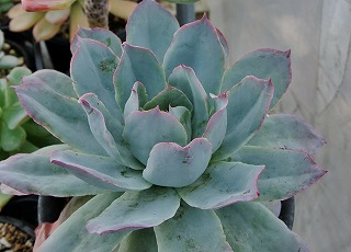 DSC_4850.jpg