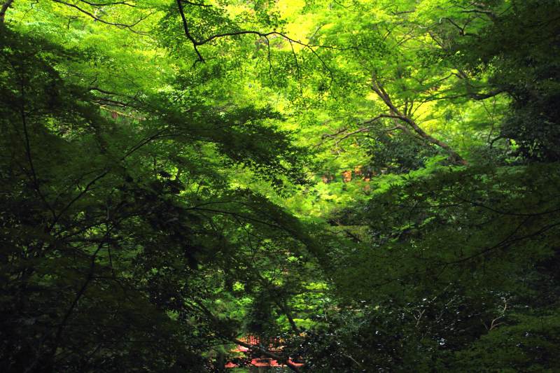 箕面公園_3-2.jpg