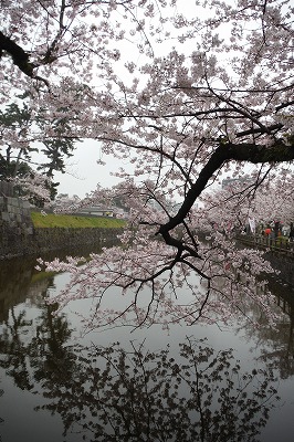 20150405お堀端の桜