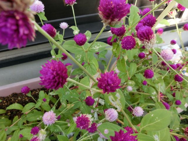 今日咲いた朝顔の花と虫に葉を食べられている千日紅 いしけいからの穏やかな日常と伝えたい思い 楽天ブログ