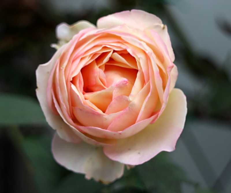 ペッシュボンボン クロードモネ バラと可愛い花たち 楽天ブログ
