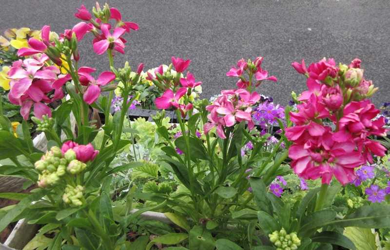 種まきストックは8月に蒔くべき 葉ボタンは玄関で2度楽しむ 狭い庭を花いっぱいにする育て方 楽天ブログ