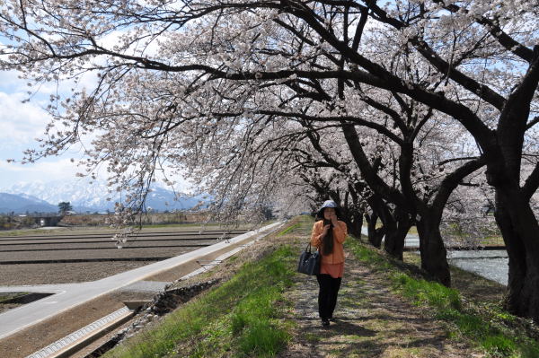 桜