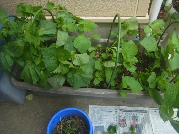 またまた大葉の間引き菜を収穫しました ｐｅａｒｕｎ のブログ 楽天ブログ