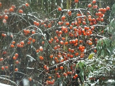 降雪柿
