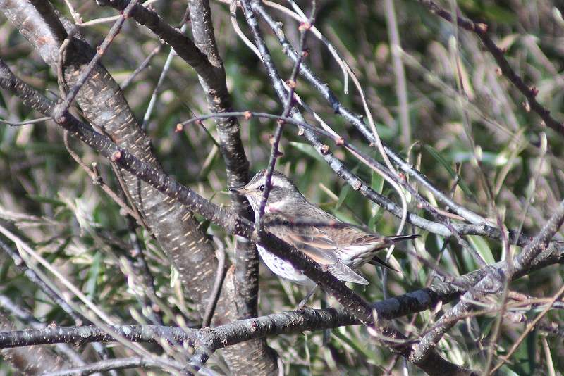 IMG_2790 (800x534).jpg