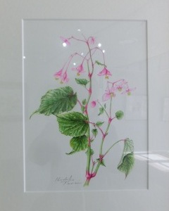 シュウカイドウ