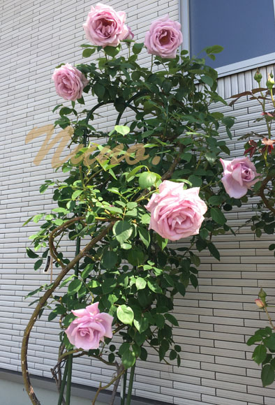 IMG_3515のコヒ?ー.jpg