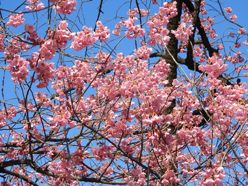 荏原神社の寒緋桜