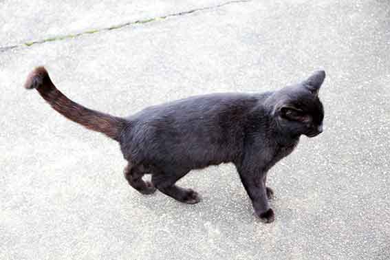 我が家のニャンコ♪2015/11/10-3