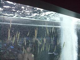 東京スカイツリー 066.jpg