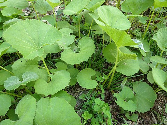 蕗（ふき）を植える | バラと山野草 - 楽天ブログ