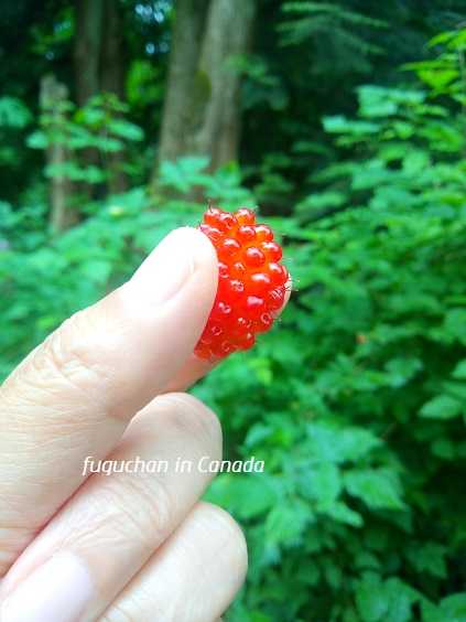 サーモンベリーの季節 Salmonberry In Season ラブレターfrom Canada 楽天ブログ