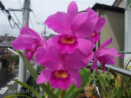 C. Fabingiana 'Mikage' AM/JOS 20141004