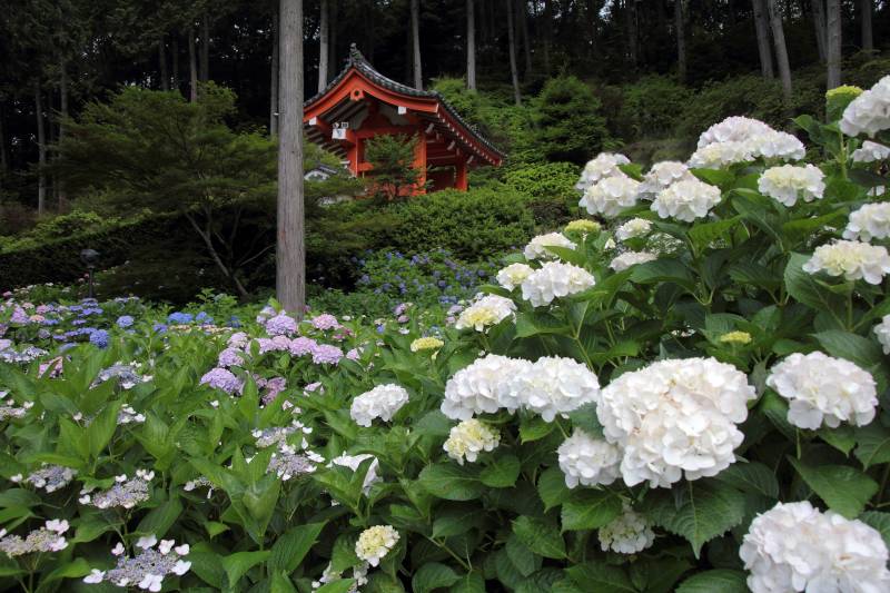 庭園・アジサイ_002.jpg