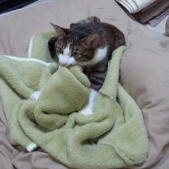 赤ちゃん福