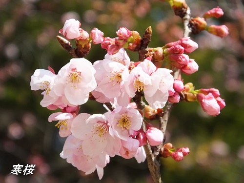 寒桜