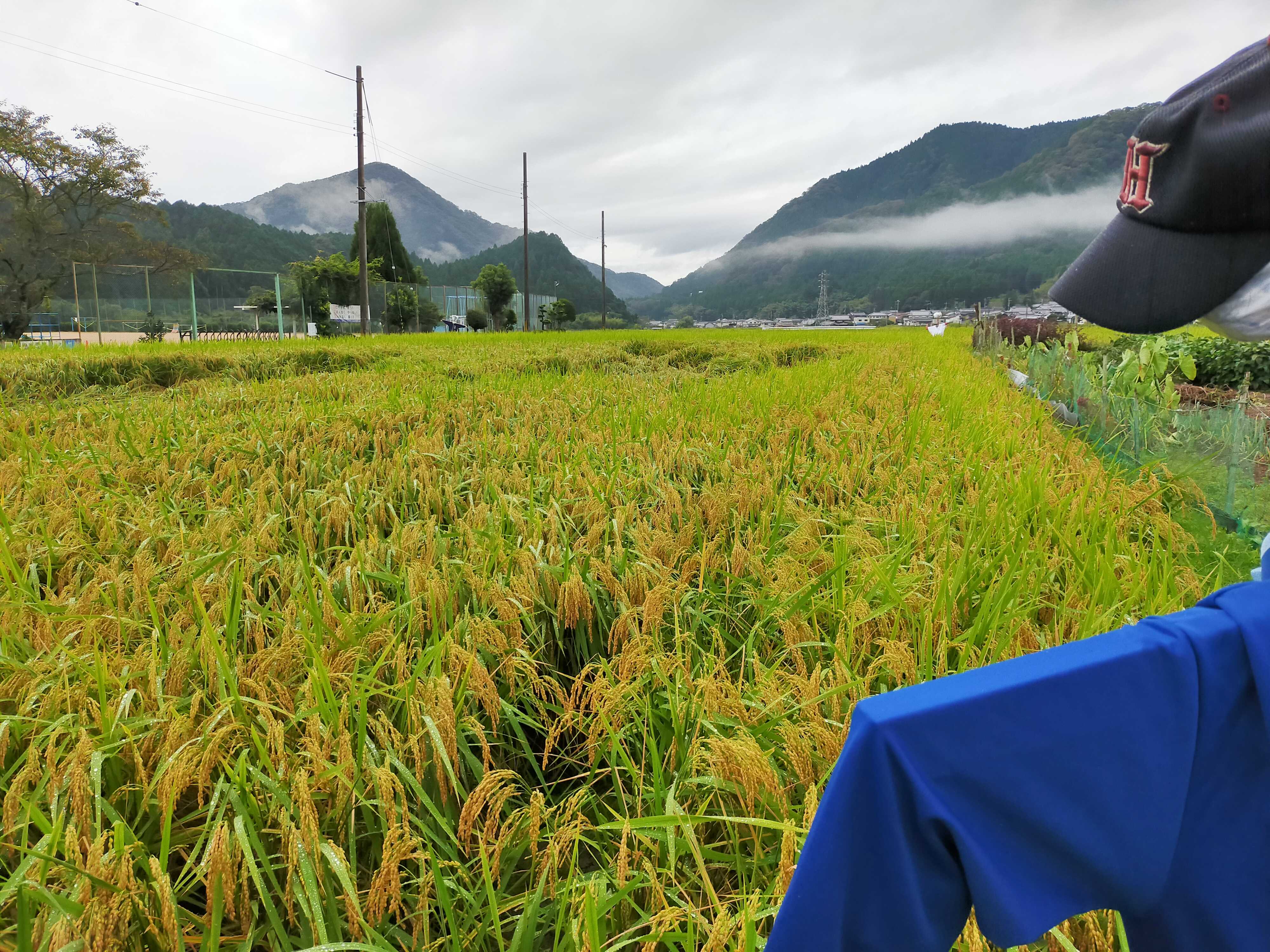 体験の秋!学校だより「莇野」10月号【姫路市立莇野小学校】 のんびりゆっくりhappy 楽天ブログ