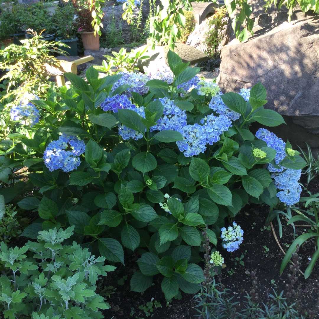 暑すぎてうなだれた紫陽花 夕暮れ時に復活する紫陽花 ばらと猫とフラメンコ 楽天ブログ