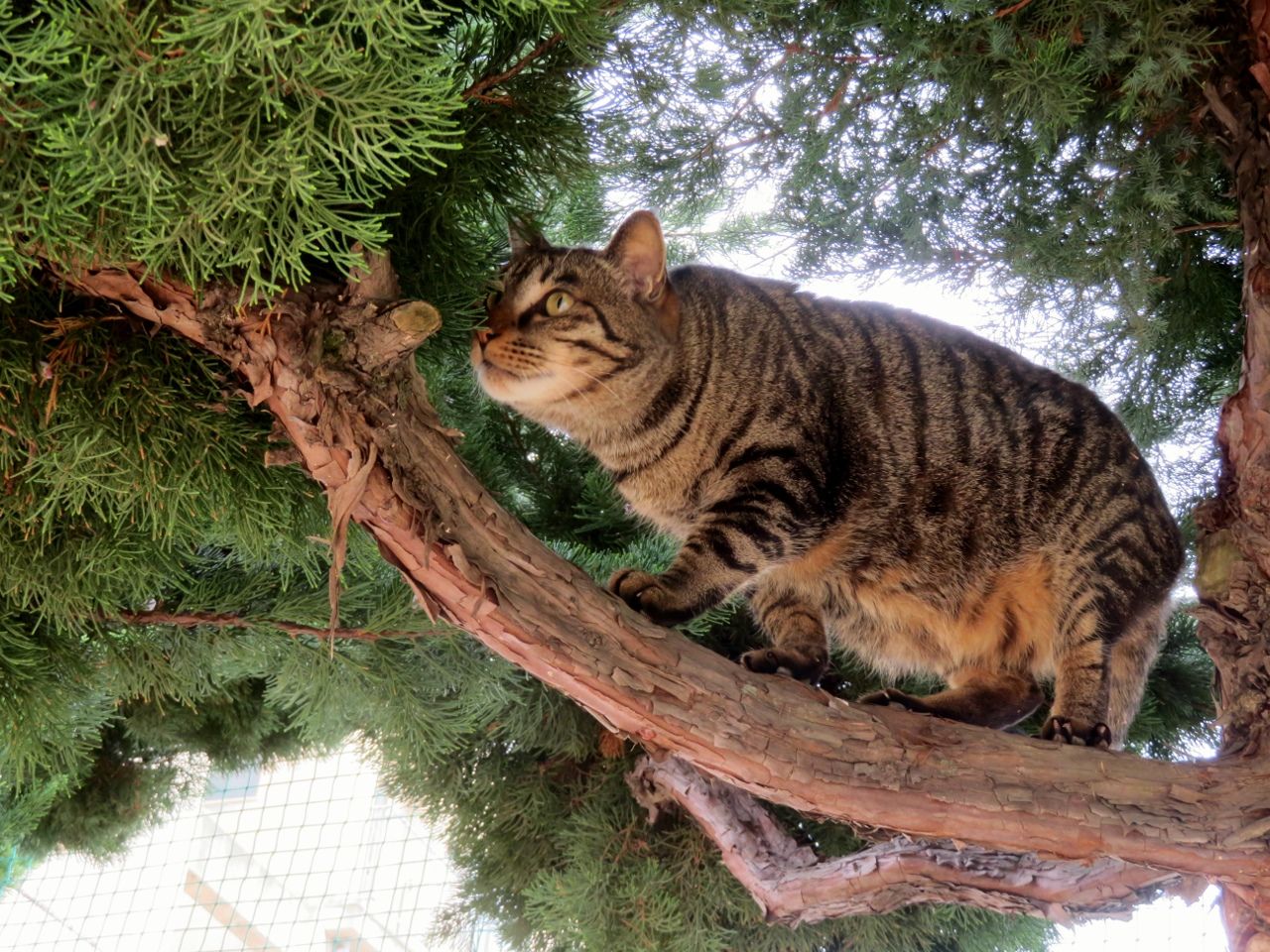 猫はおだてなくても木に登る!?の巻 その2 | 人さまのネコ - 楽天ブログ