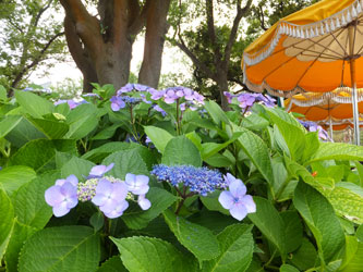 \2012Flower49
