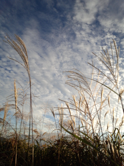 ススキ８.jpg