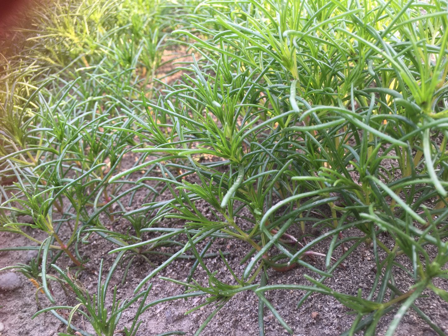 おかひじき 栽培