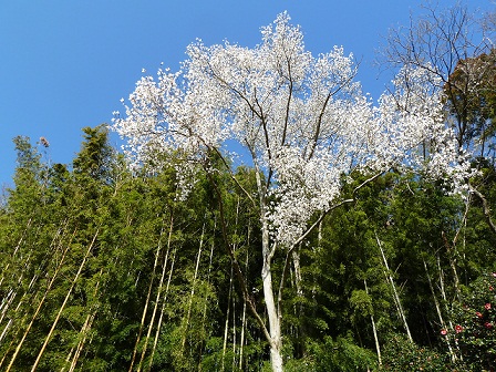 2013.3.26 030.JPG