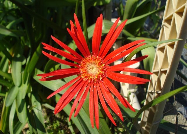 ガーベラの花 花と蕎麦とリハビリと 楽天ブログ