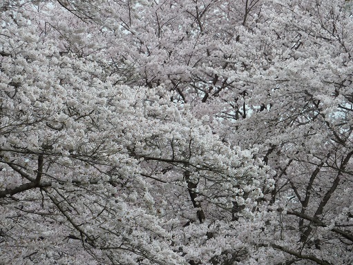 桜.jpg