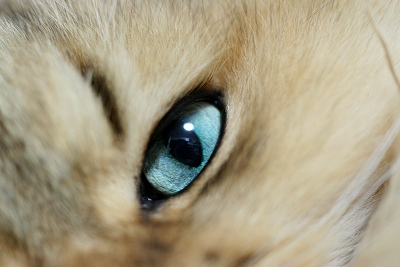 猫目