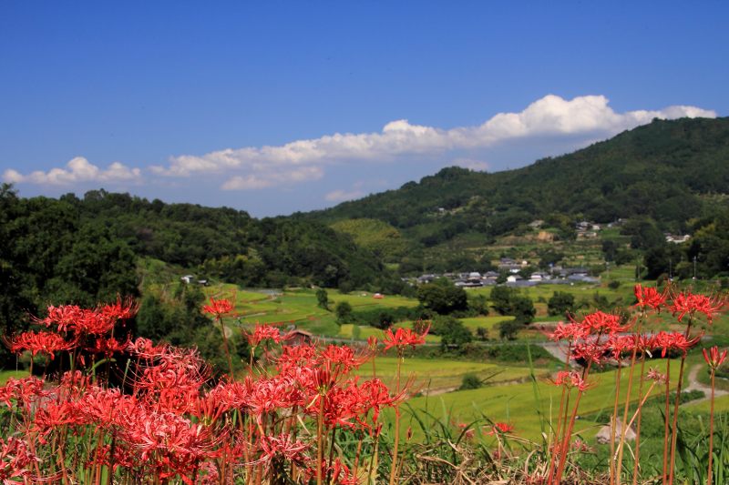 稲淵の棚田_05.jpg