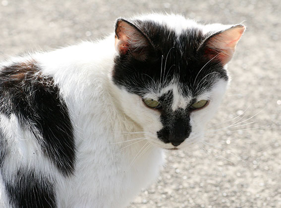 我が家のニャンコ♪2015/3/15-2