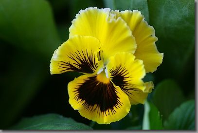 pansy201411