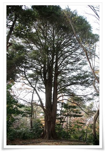 卯辰山山野草園-4 この木何の木？-1 15.12.9