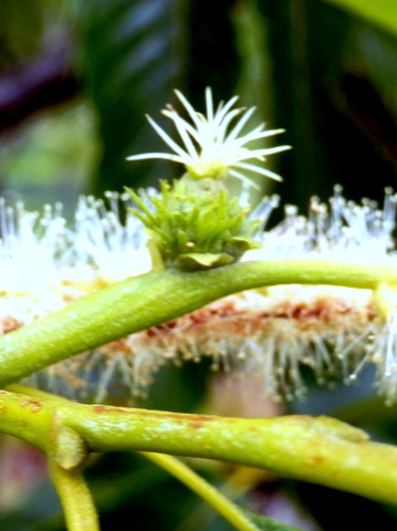 雌花の付き方