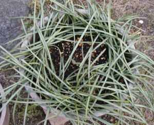 ムスカリの葉繁茂