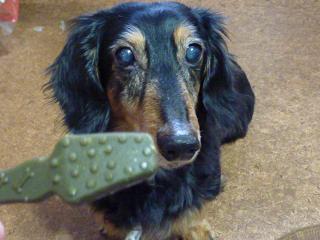 モニター・ガムボーン（２）