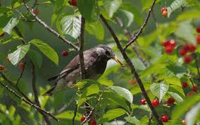 サクランボと小鳥（Webから）