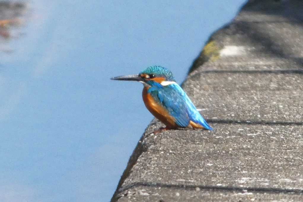 515