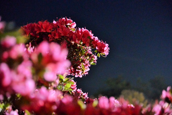 小室山公園 伊豆高原パルテール撮影