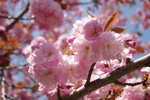 130413通勤八重2