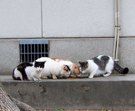 ヤカモチ的ネコ歩き2 猫も折々 偐万葉田舎家持歌集 楽天ブログ