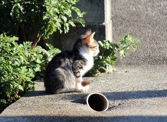 我が家のニャンコ♪2013/9/18-3