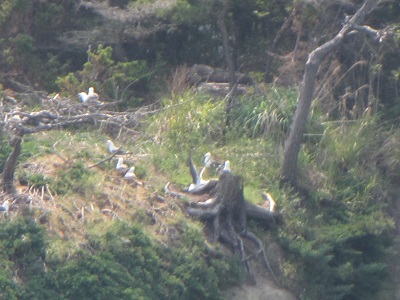 松島３１鳥の巣.jpg